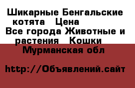 Шикарные Бенгальские котята › Цена ­ 25 000 - Все города Животные и растения » Кошки   . Мурманская обл.